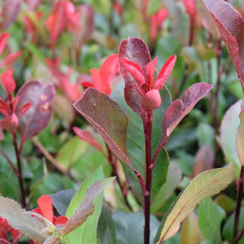 Photinia × fraseri 'Little Red Robin' 20-30 cm